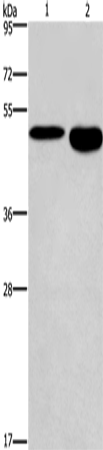 Rabbit Polyclonal Antibody to DMRT3