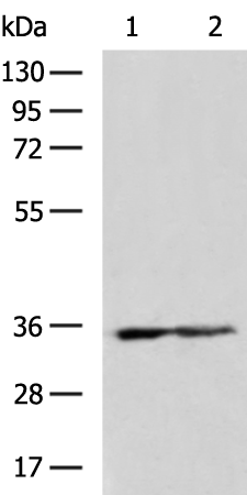 Rabbit Polyclonal Antibody to DNASE1L3