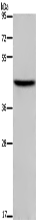 Rabbit Polyclonal Antibody to TFDP1