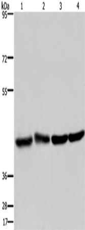 Rabbit Polyclonal Antibody to DRG1