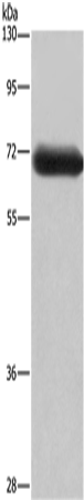 Rabbit Polyclonal Antibody to DPYSL3