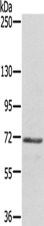 Rabbit Polyclonal Antibody to DTNB