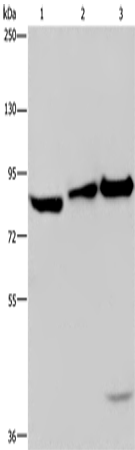 Rabbit Polyclonal Antibody to ECE1