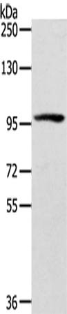 Rabbit Polyclonal Antibody to EEF1AKMT4