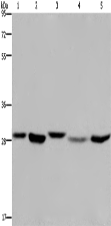 Rabbit Polyclonal Antibody to ECHS1