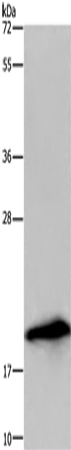 Rabbit Polyclonal Antibody to RNASE3