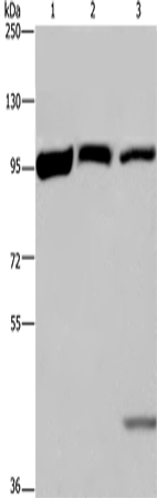 Rabbit Polyclonal Antibody to EEF2