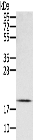 Rabbit Polyclonal Antibody to EID1