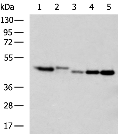 Rabbit Polyclonal Antibody to EIF3F