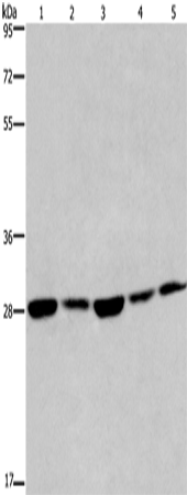 Rabbit Polyclonal Antibody to EIF6