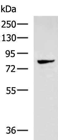 Rabbit Polyclonal Antibody to ELMO1