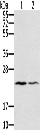 Rabbit Polyclonal Antibody to EDN2