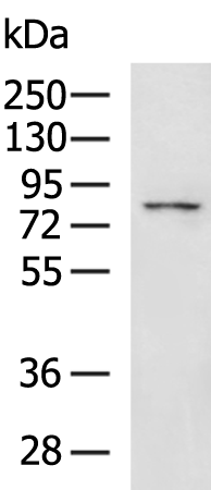 Rabbit Polyclonal Antibody to FAP