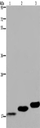 Rabbit Polyclonal Antibody to MYL12B