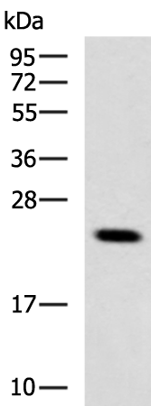 Rabbit Polyclonal Antibody to FGF18