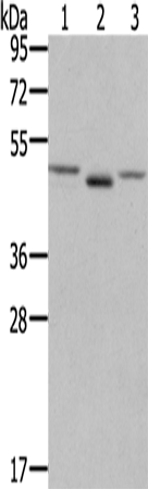 Rabbit Polyclonal Antibody to FGFRL1
