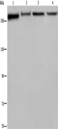 Rabbit Polyclonal Antibody to FLNA