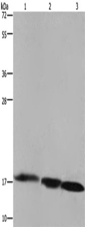 Rabbit Polyclonal Antibody to FIS1