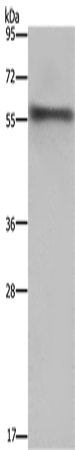 Rabbit Polyclonal Antibody to FKBP8