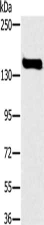 Rabbit Polyclonal Antibody to FMNL1