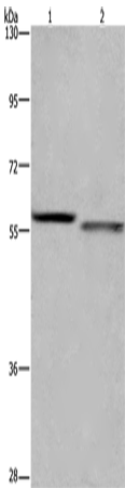 Rabbit Polyclonal Antibody to FRK