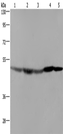 Rabbit Polyclonal Antibody to FH