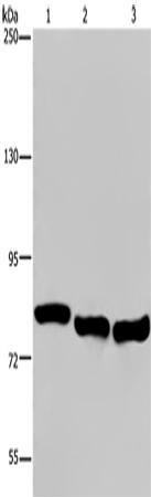 Rabbit Polyclonal Antibody to GAB2