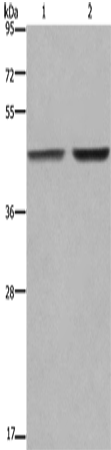 Rabbit Polyclonal Antibody to GABPB2
