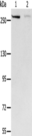 Rabbit Polyclonal Antibody to MCM3AP