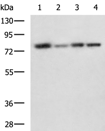 Rabbit Polyclonal Antibody to GGCX
