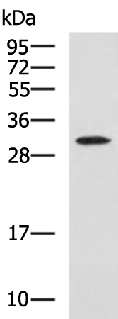 Rabbit Polyclonal Antibody to GLIPR1