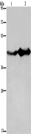 Rabbit Polyclonal Antibody to GLUL