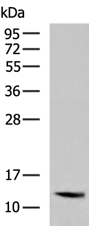Rabbit Polyclonal Antibody to GLRX