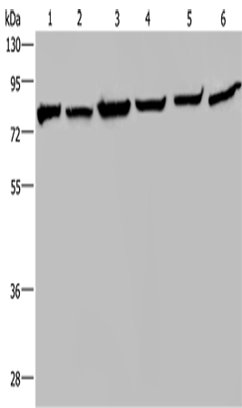 Rabbit Polyclonal Antibody to HSPA9