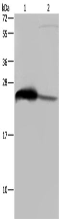 Rabbit Polyclonal Antibody to GSTA3