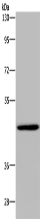 Rabbit Polyclonal Antibody to GTPBP10