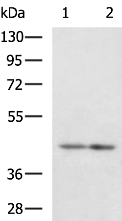 Rabbit Polyclonal Antibody to LETMD1