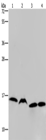 Rabbit Polyclonal Antibody to H2AC12