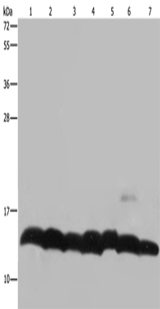 Rabbit Polyclonal Antibody to H4C1