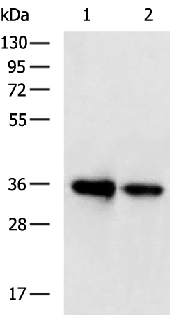 Rabbit Polyclonal Antibody to HMGCL