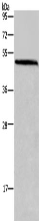 Rabbit Polyclonal Antibody to HOMER1