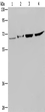 Rabbit Polyclonal Antibody to HACL1