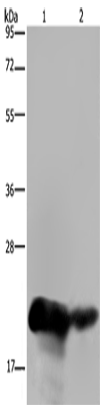 Rabbit Polyclonal Antibody to CSH1