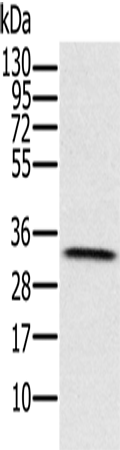 Rabbit Polyclonal Antibody to HSD17B8