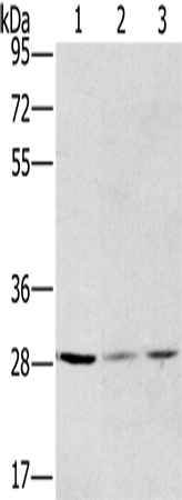 Rabbit Polyclonal Antibody to HSD17B12