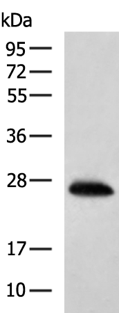 Rabbit Polyclonal Antibody to HSD17B14