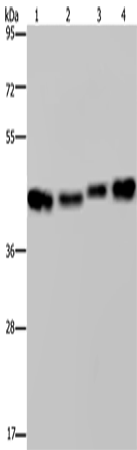 Rabbit Polyclonal Antibody to DNAJA1