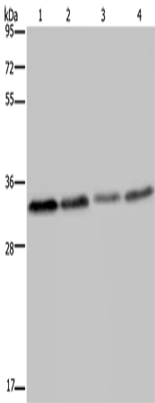 Rabbit Polyclonal Antibody to TICAM2