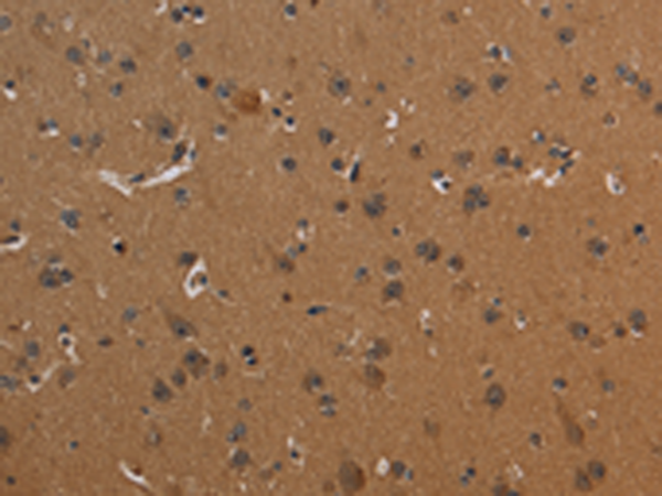 Rabbit Polyclonal Antibody to ICAM4