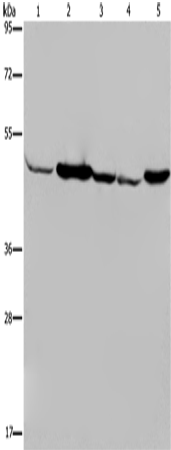 Rabbit Polyclonal Antibody to IDH2
